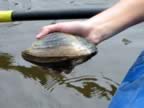 Freshwater mussel (25kb)